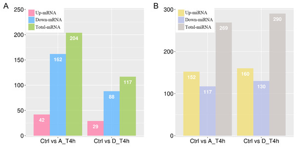 The numbers of differentially expressed mRNAs (A) and miRNAs (B) in P. multocida strain serotype A and D stimulated goat bronchial epithelial cells.