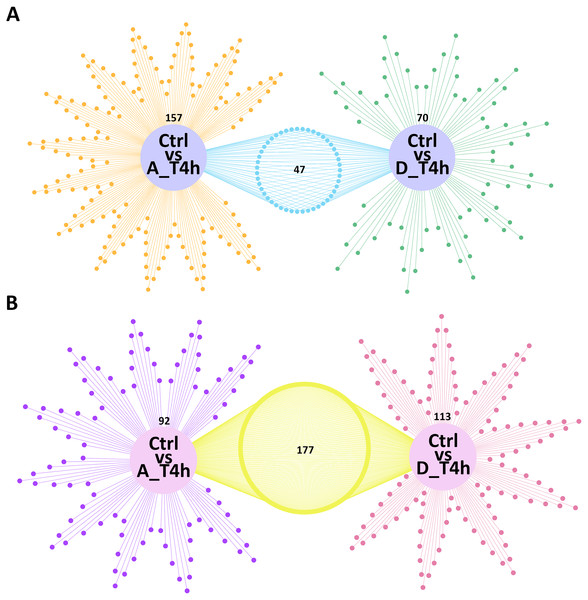 Venn network diagrams of the differentially expressed mRNAs (A) and miRNAs (B).