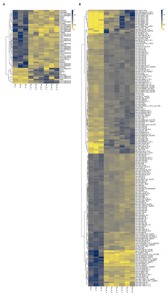 Heat map of common differentially expressed mRNAs (A) and miRNAs (B).