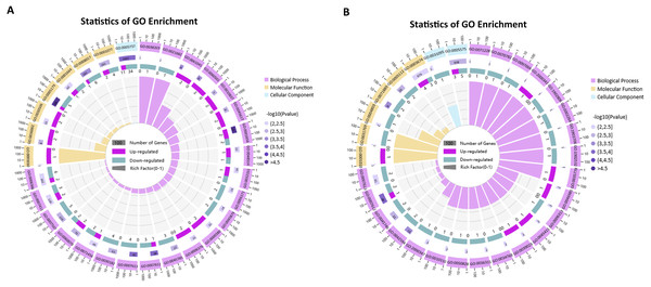 GO enrichment analysis of the differentially expressed mRNAs (top 30, p-value< 0.05).