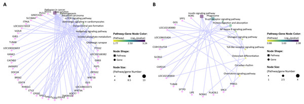 KEGG enrichment analysis of the differentially expressed mRNAs (top 10).