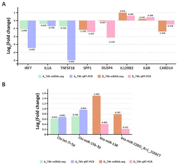 The qRT-PCR results of randomly selected genes (A) and miRNAs (B).