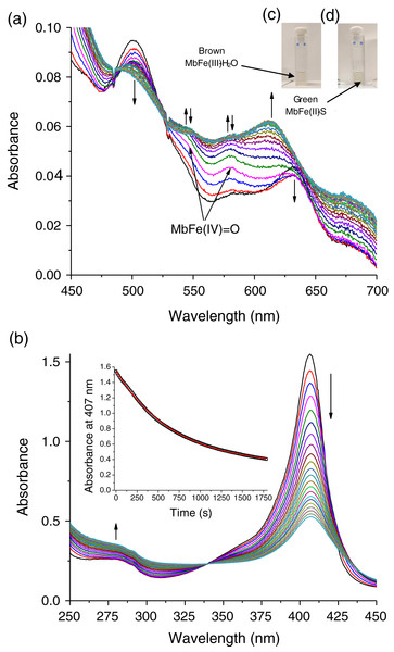 Production of tuna sulfmyoglobin (MbFe(II)-S) in the presence of 4 mM free cysteine (Cys) during thermal treatment (60 °C/30 min).