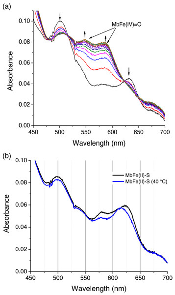 Production of tuna ferrylmyoglobin (MbFe(IV)=O) and Sulfmyoglobin by interaction with H2O2 and cysteine (Cys), respectively.