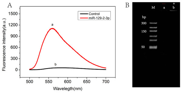 The feasibility of RCA-based biosensor system.