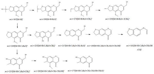 Splitting decomposition law inference (ESI+) of cimifugin based on UPLC-MS analysis.