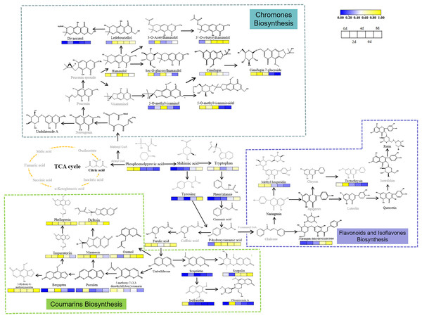 Metabolic networks of S. divaricata under drought stress.