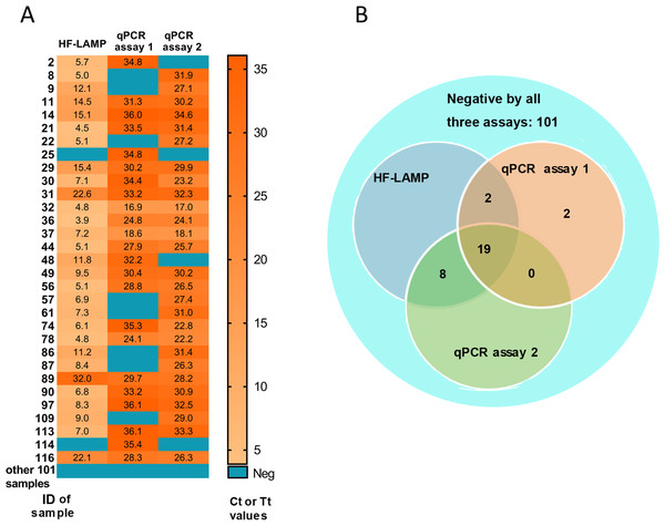 Clinical validation of BKV HF-LAMP using extracted DNA from urine.