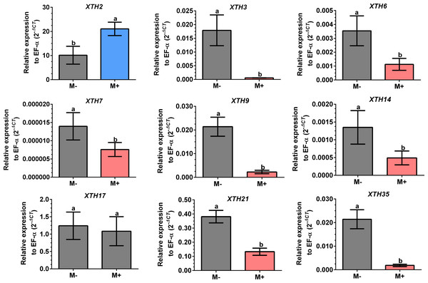 Differential transcript accumulation of SlXTH gene members in tomato leaves in response to AM symbiosis.