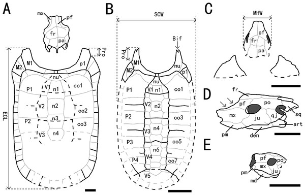 Outline drawings of three nanhsiungchelyids.