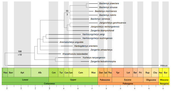 Time-scaled strict consensus tree of Nanhsiungchelyidae.