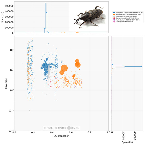 BlobTools blob plot of the initial Cosmopolities sordidus genome assembly via hifiasm.