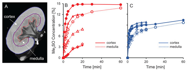 Me2SO concentration estimated from CT images for porcine kidneys perfused with 15% m/v Me2SO in either isotonic (B) or hypotonic (C) vehicle solution.