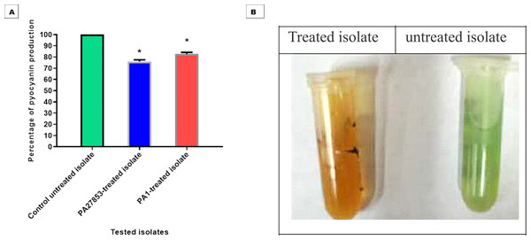 Patuletin at 1/4 MIC significantly reduced the production of pyocyanin in P. aeruginosa.