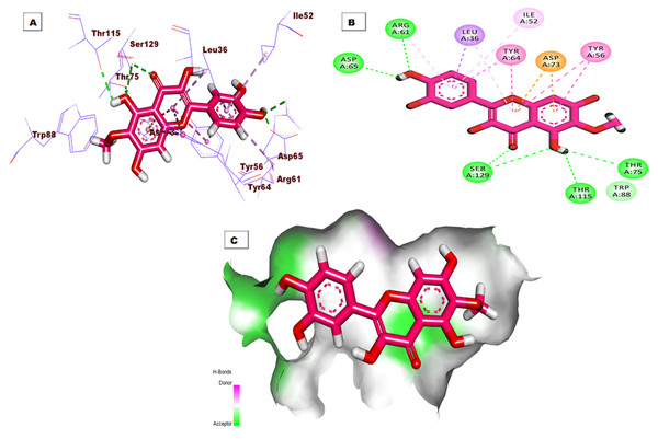 (A) 3D interaction of patuletin in the active site of LasR protein. (B) 2D interaction of patuletin in the active site of LasR protein. (C) Mapping surface showing patuletin occupying the active site of LasR protein.