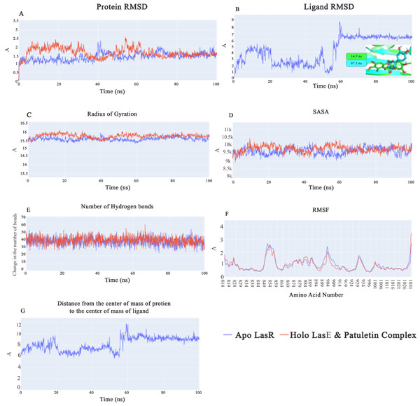 (A) RMSD values from the trajectory for the LasR protein, (B) shows plateulin RMSD values, (C) radius of gyration, (D) SASA, (E) change in the number of hydrogen bonds, (F) RMSF, (G) distance from the center of mass of plateulin compound and LasR protein.