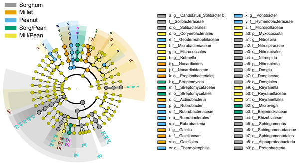 Differences in classification levels of bacterial community from phylum to genus.