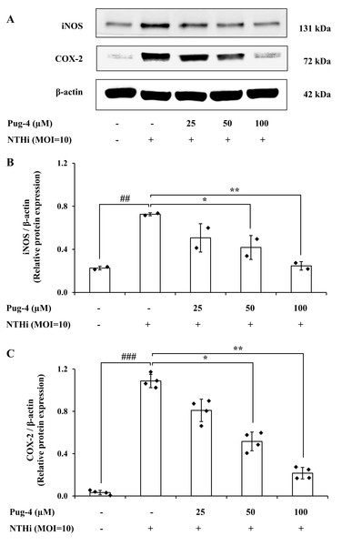 Pug-4 peptide inhibited iNOS and COX-2 protein expression in NTHi-infected A549 cells.