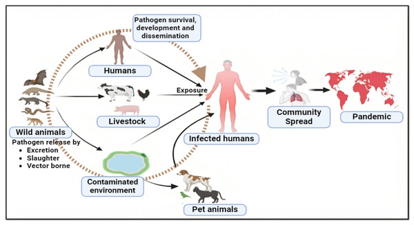 Major pathways to zoonotic spillover.