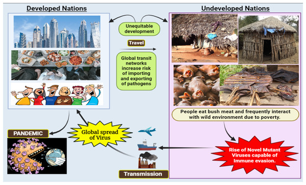 Consequences of viral spillover from undeveloped countries to developed nations.