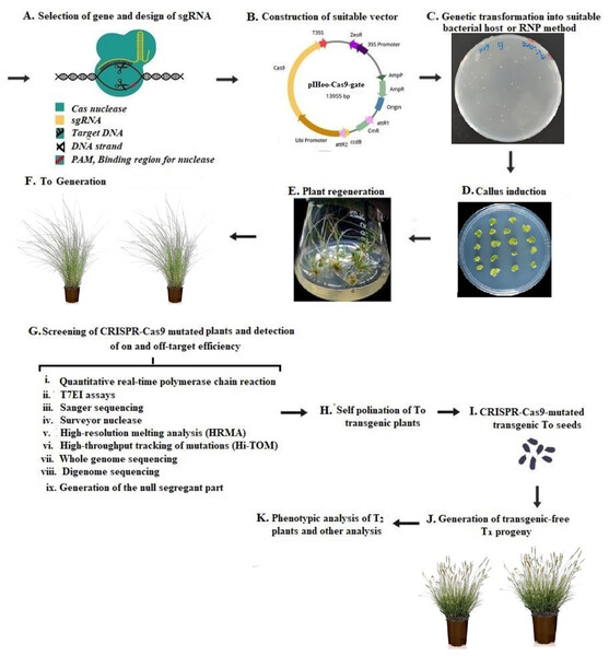 Workflow for the use of CRISPR-Cas9-based gene editing in plants.