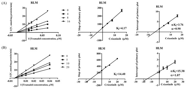 Primary lineweaver-Burk plot and secondary plot for Ki and αKi in the inhibition of tramadol metabolism by crizotinib with various concentrations in (A) RLM and (B) HLM, respectively.