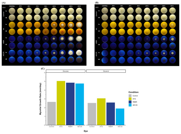 Radial growth and decolorization of different azo and anthraquinone dyes by P. ostreatus.