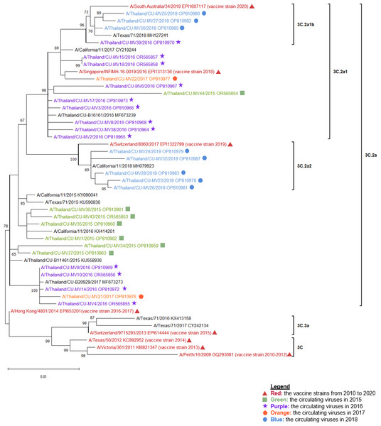 The phylogenetic analysis of the hemagglutinin (HA) gene.