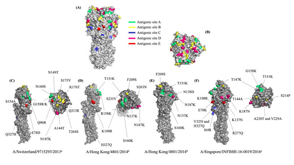 The three-dimensional protein structure of the Hemagglutinin (HA) of the influenza A(H3N2) virus.