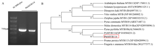 PbrMYB114 identification and characterization.