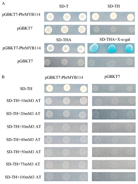 Analyses of pGBKT7-PbrMYB114 bait vector toxicity and auto-activation.