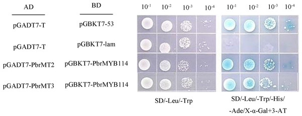 Yeast two-hybrid assay demonstrating interactions between PbrMYB114 and putative interactors.