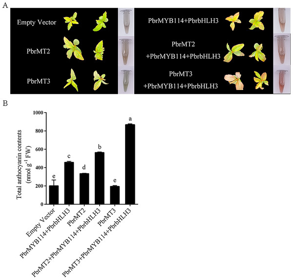 Analyses of the effects of the PbrMT2 and PbrMT3 co-transformation of pear leaves together with interacting partners on anthocyanin biosynthesis.