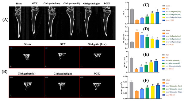 Ginkgetin has a protective effect on bone loss in OVX C57BL/6J mice.