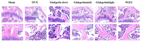 Effects of ginkgetin on the morphology of OVX mice bone tissue.