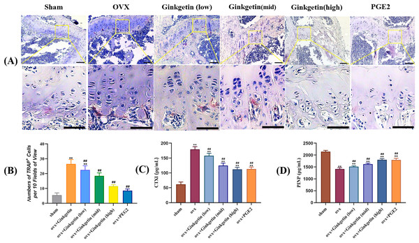 (A–D) Effects of ginkgetin on the generation of osteoclasts and the expression of bone turnover biomarkers such as CTXI and PINP.