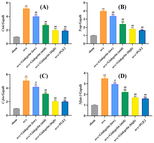 Ginkgetin suppresses the expression of osteoclast-related genes in OVX mice.