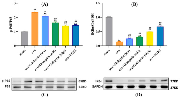 Different doses of ginkgetin (low, 25 mg/kg; mid, 50 mg/kg; high, 100 mg/kg) suppress the expression of p-P65 and IκBα proteins in C57BL/6 mice.