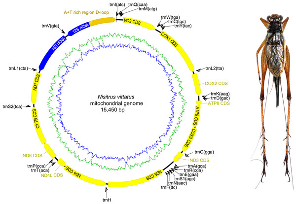 Mitochondrial genome organizations of Nisitrus vittatus.