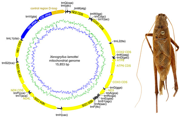 Mitochondrial genome organizations of Xenogryllus lamottei.