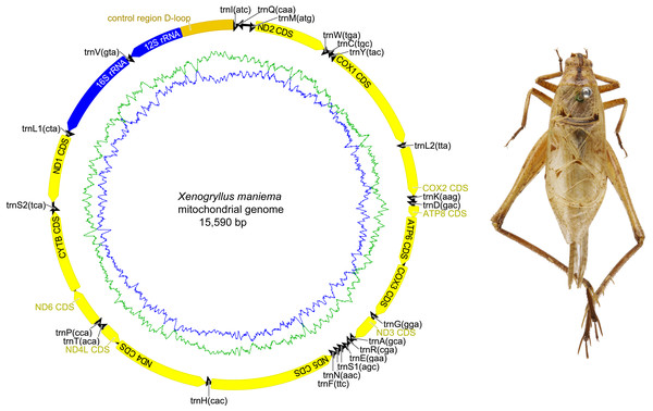 Mitochondrial genome organizations of Xenogryllus maniema.