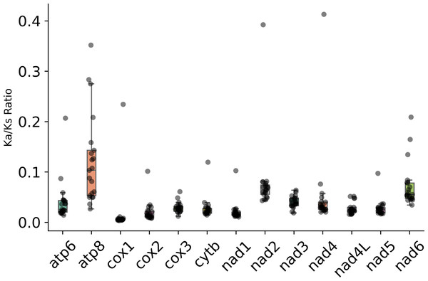 Ka/Ks ratio of PCGs in the subfamily Eneopterinae.