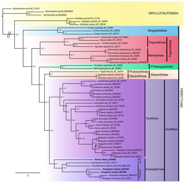 Phylogeny of the superfamily Grylloidea inferred from maximum likelihood (ML) and Bayesian inference (BI).