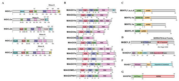 Domains identified in the deduced amino acid sequences of the DCL (A), AGO (B), HYL1 (C), SE (D), HEN (E), HST (F), and HSP90 (G) proteins.