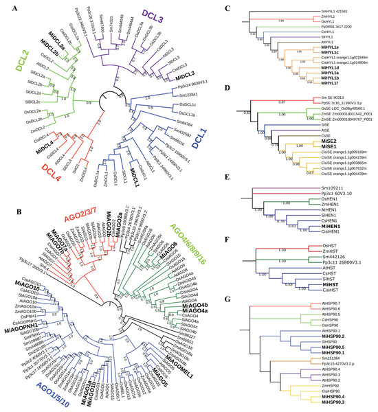 Phylogenetic trees of the sequences identified in mango with respect to other plant species.