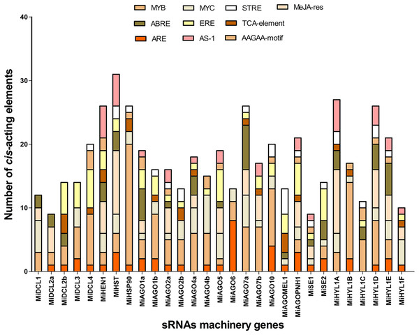 Top 10 Cis-acting regulatory elements in the upstream promoter region of MiDCL, MiAGO, MiHYL1, MiSE, MiHEN1, MiHST, and MiHSP90 genes.