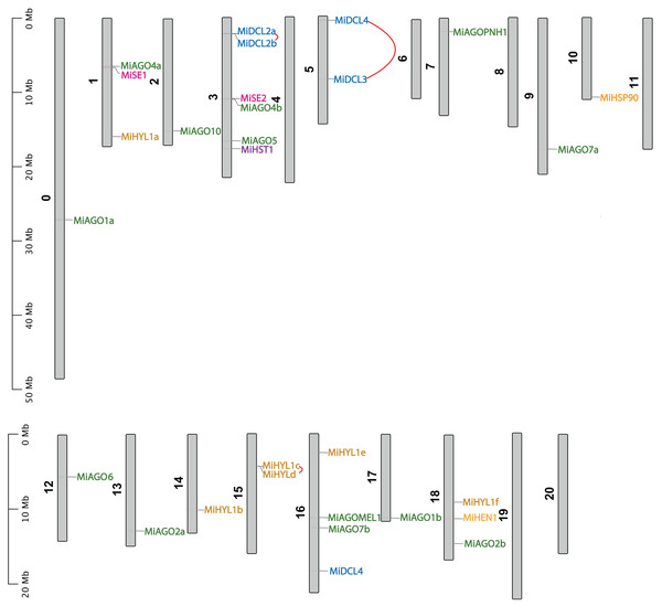 Chromosomal localization of DCL, AGO, SE, HYL1, HEN1, HST, and HSP90.