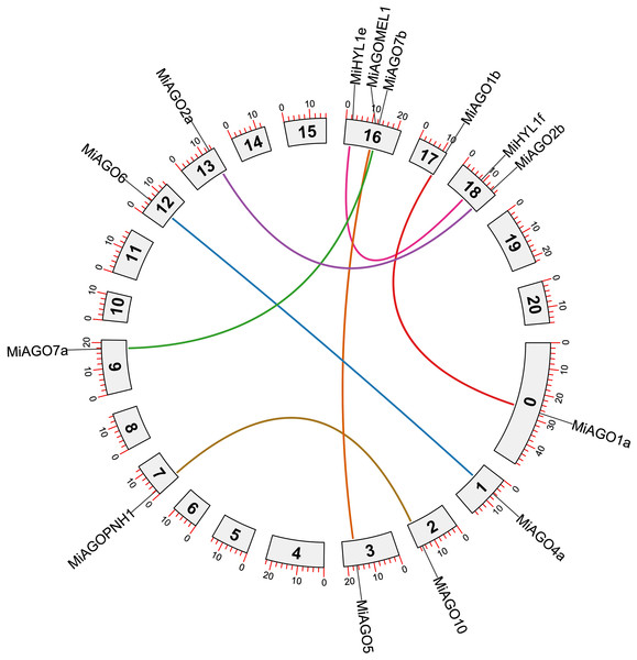 Circos plot representing the segmental duplicated AGO and HYL1 gene pairs.