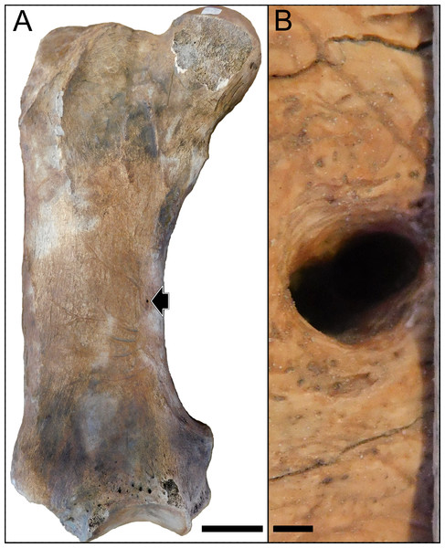 Images of the femur of a Lestodon armatus specimen (CAV 977).