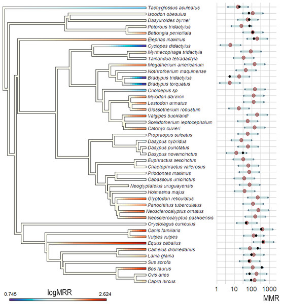 MMR phylogenetic estimations and ancestral state reconstruction using Bm and Qi as predictor variables and the OU model.